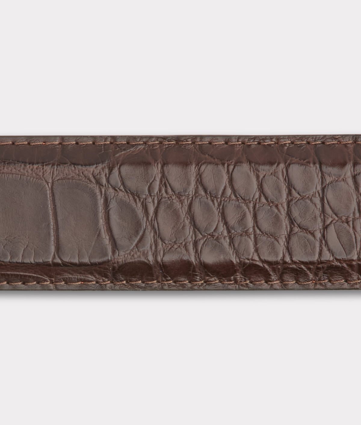 
        American Alligator :: Chocolate