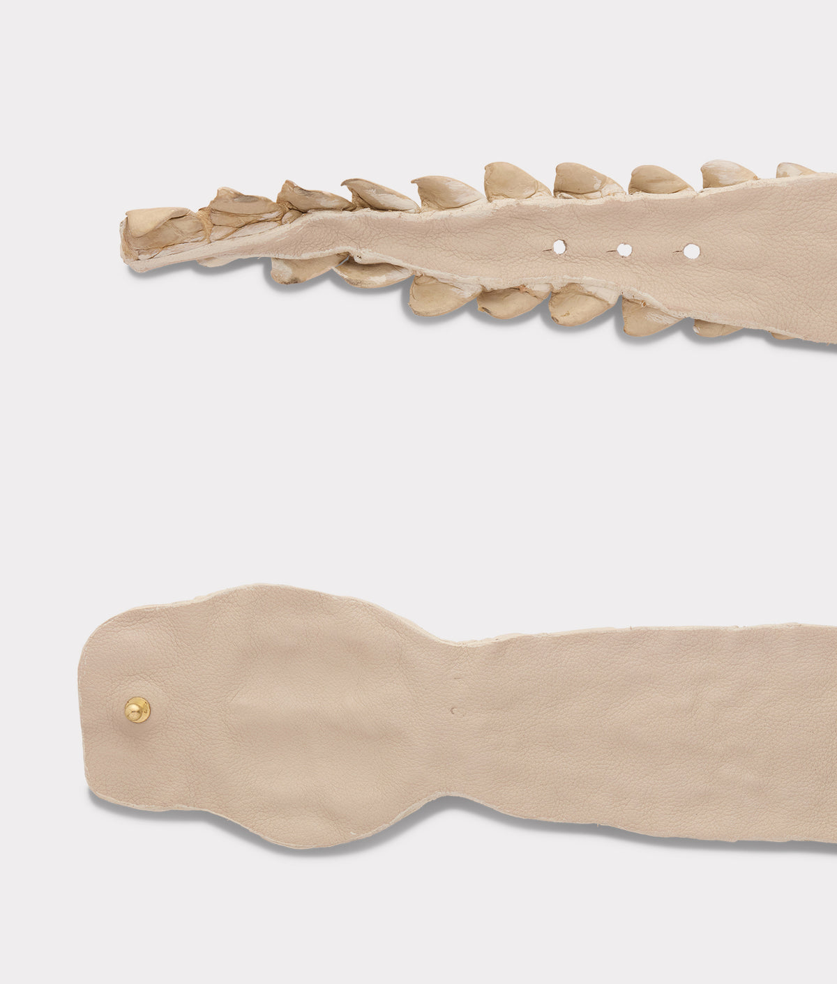 
    Hornback Caiman Belt :: Bone