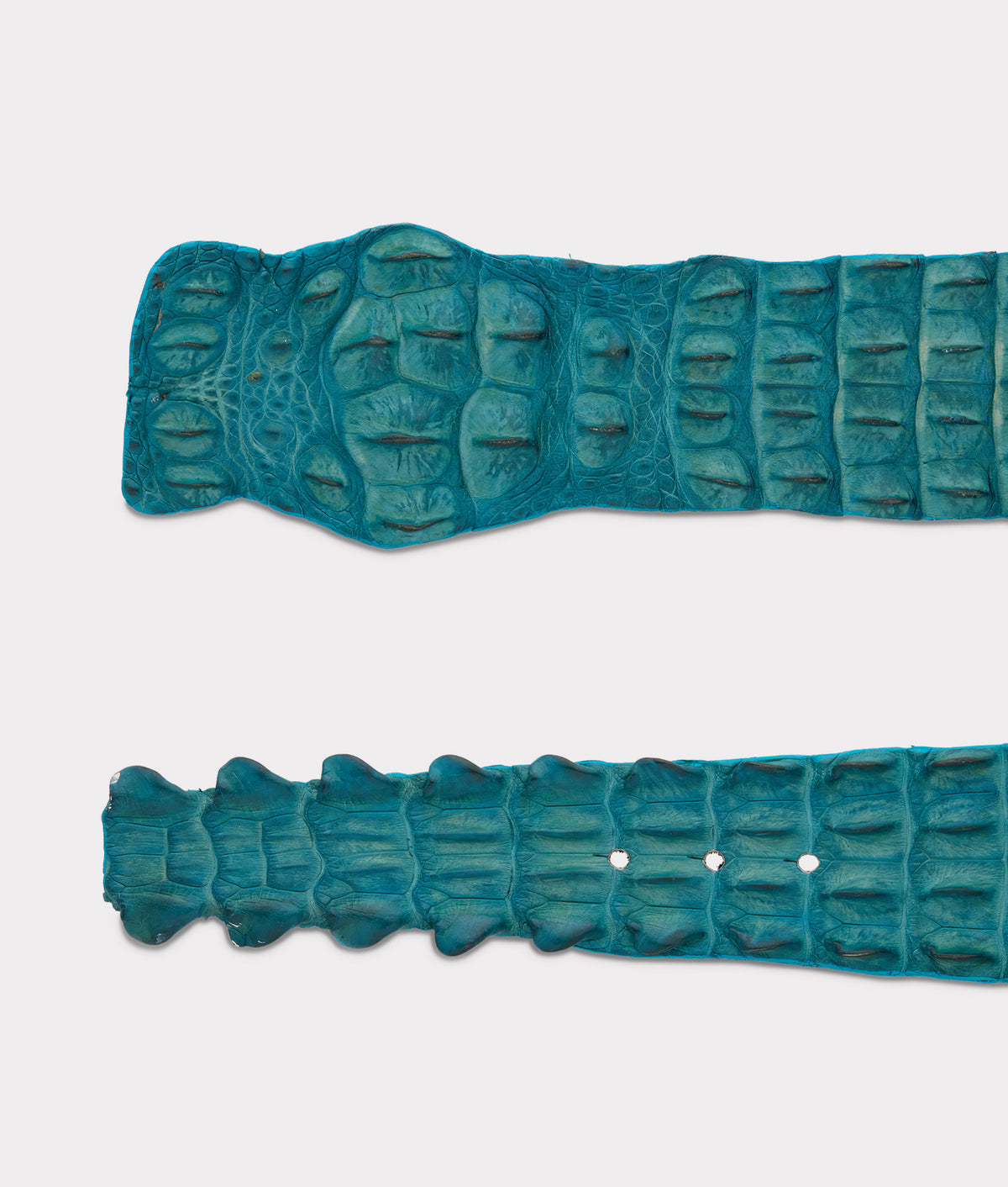 
    Hornback Caiman Belt :: Turquoise