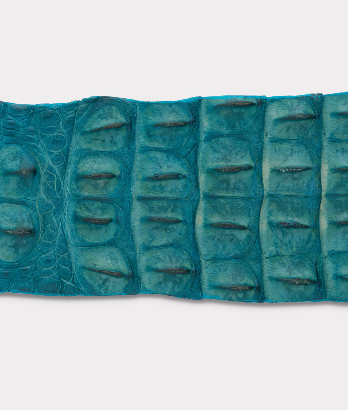 
    Hornback Caiman Belt :: Turquoise